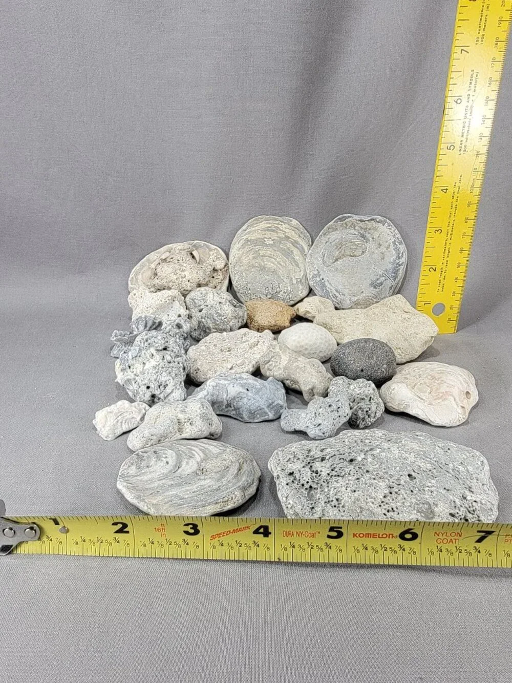 Florida Beach Shell Stone Rock Fossil Coral Mixed Lot Coastal Craft Decor